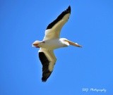 American White Pelican 