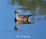 Greater White - Fronted Goose