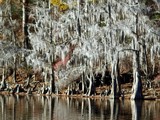 Moss-Covered Cypress