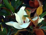 May Magnolia