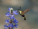 Snowberry Clearwing Moth on Pickerelweed