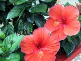 dos coral hibiscus