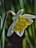 DAFFODIL  THE TRUE SPRING SIGN ..