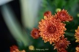 Orange Mum