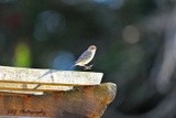 Yellow-rumped Warbler 