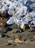 Snowy Egret Puerto Vallarta 