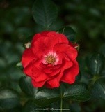 Red Rose P6568