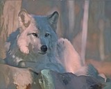 Tundra Wolf Digital Print