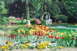 Tulip Garden