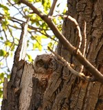 Owlets of The Great Horned Owl