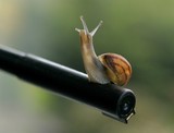 Snail on a Pen