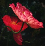 Three Red Poppies