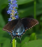 E. Tiger Swallowtail Female, Dark Form