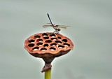 Blue Dasher on Lotus Pod