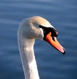 swan glamor