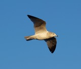 Ring-Billed Gull 053