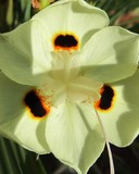 Pampas Flower
