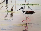 Black-Necked Stilt