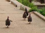 Guinea Hens Charge