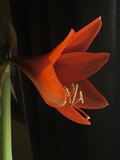 Amaryllis Flower 