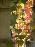 VIRGINIA CREEPER