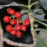 RED BERRIES.INGA INGOIDES