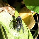 GREEN FLY AND ITS SHADOW