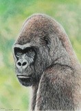 Gorilla Portrait #1