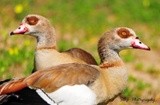 Egyptian Geese 