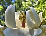 Virginia's Magnolia