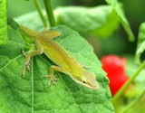 Anole on Turk's Cap