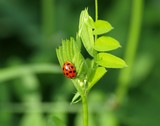 Ladybug 046