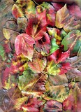 Leaf Collage 5-3-1
