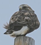 Rough Legged Hawk