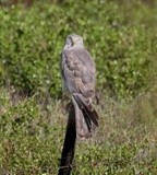 Queen of the Forest....Goshawk