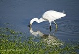 Snowy Egret 