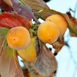 PERSIMMON .. FRUITS AND LEAVES