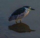 Black Crowned Night Heron - July 2020