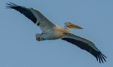Pelican Flyover - May 2022