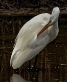 Egret at the Shoreline Pond - October 8 2020