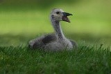 Hungry Baby Goose