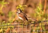 Song Sparrow 