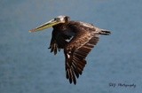 Brown Pelican Ensenada