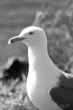 Herring Gull Portrait P0182