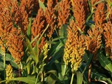 Grain Sorghum (Milo Maize)