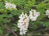 Blossoming Black Locust Tree