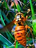 Yellow Jacket Queen 1