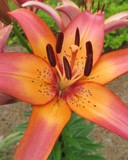 Orange Lily