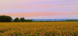 VALLEY SUNFLOWERS