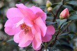 CAMELLIA ..